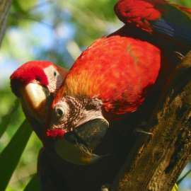 Isolation Is Slow Torture: A Macaw Conservationist in Costa Rica